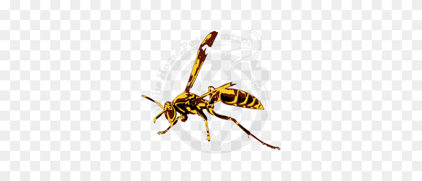 300x300 Paper Wasp - Wasp PNG