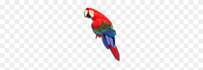 150x230 Parrot - Parrot PNG