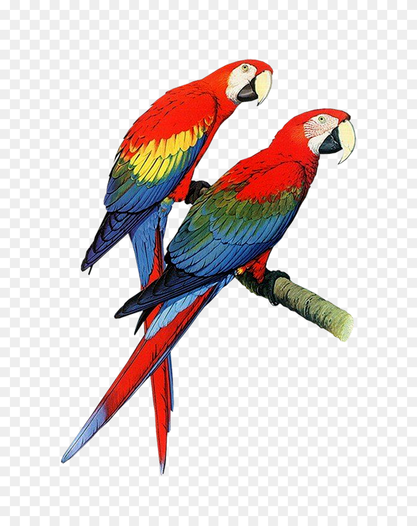 713x1000 Parrot Bird Clip Art - Clipart Of A Bird