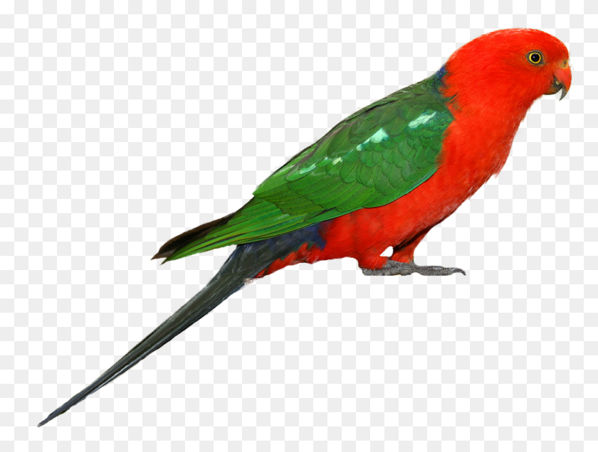 998x737 Parrot Birds Clipart, Explore Pictures - Watercolor Bird Clipart