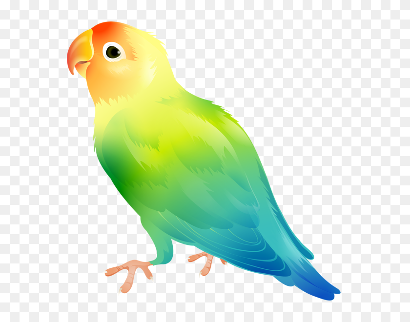 575x600 Parrot Domestic Canary Yellow Collared Lovebird Clip Art - Canary Clipart