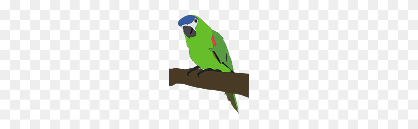 160x199 Parrot Png, Clip Art For Web - Parrot PNG