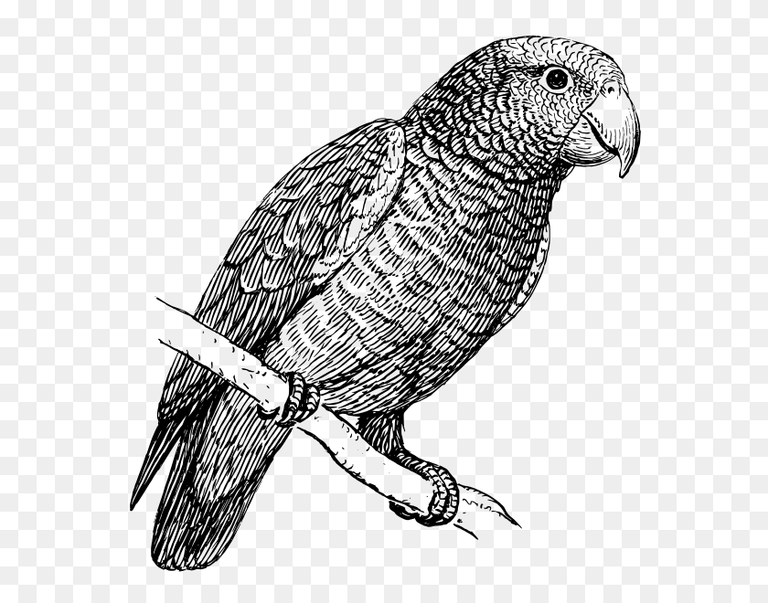 574x600 Parrot Png Clip Arts For Web - Parrot Clipart Black And White