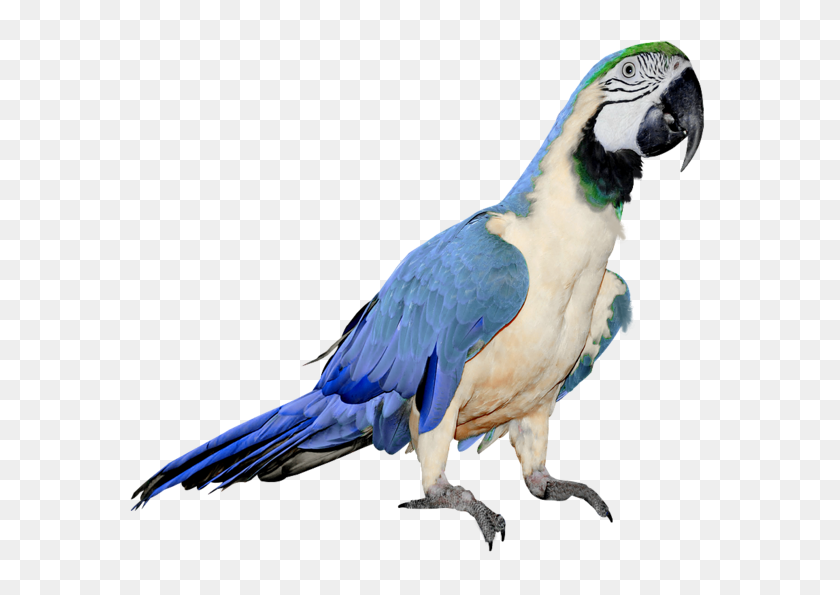 600x535 Parrot Png Clipart Collection - Parrot Png