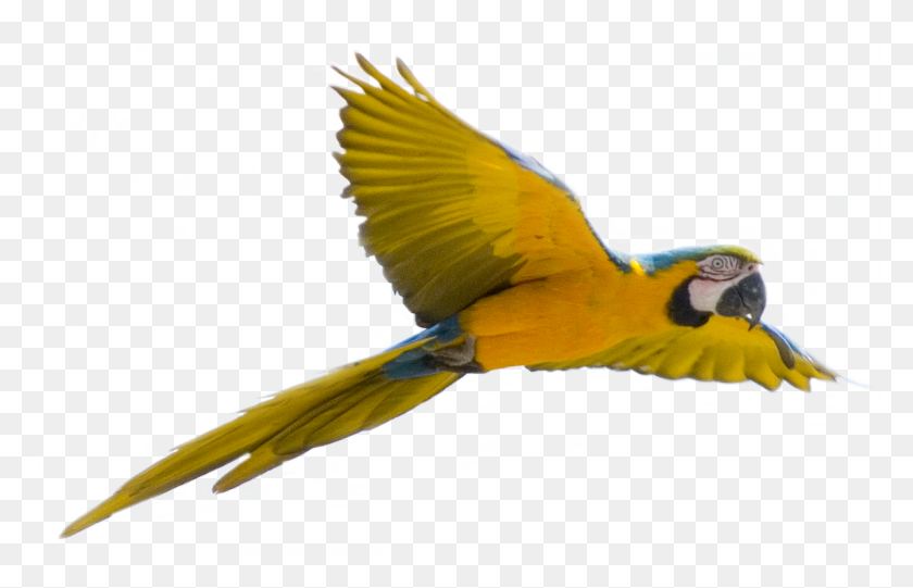 Parrot Png Images, Free Pictures Download - Parrot PNG
