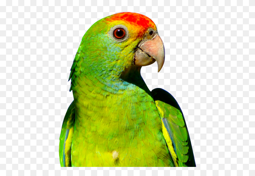 500x520 Parrot Png Transparent Image - Parrot PNG