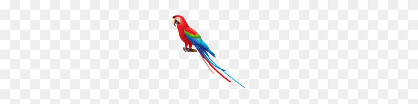 150x150 Parrot Vector Clip Art - Pirate Parrot Clipart