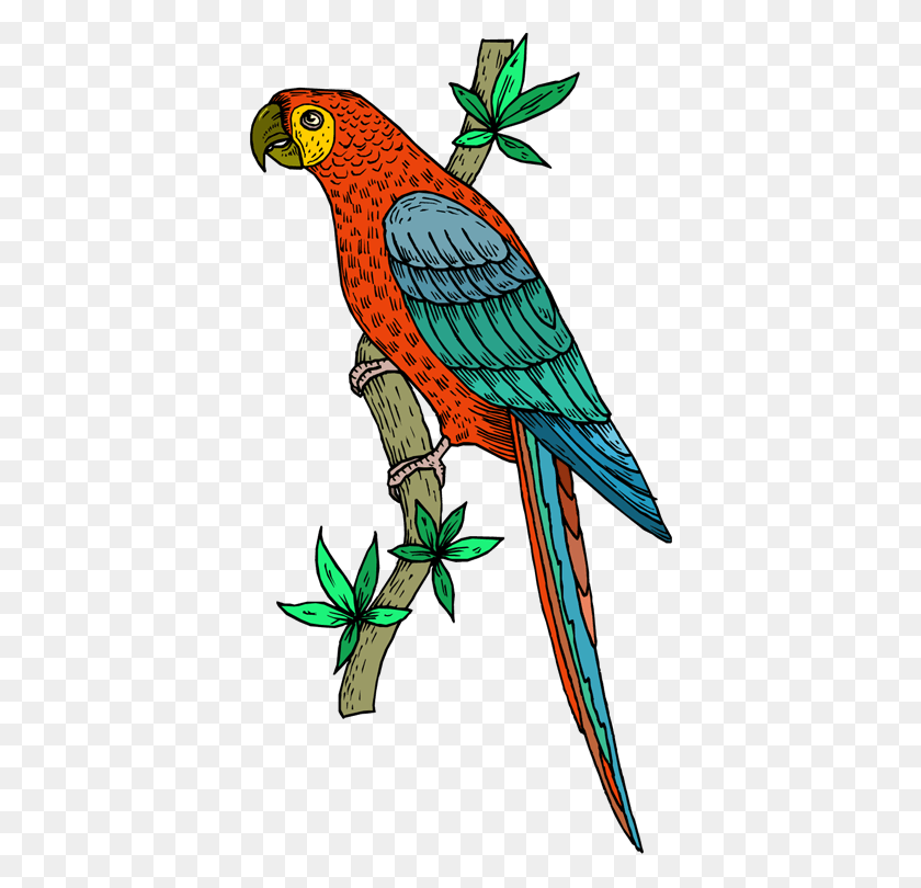 386x750 Parrots Cliparts - Macaw Clipart