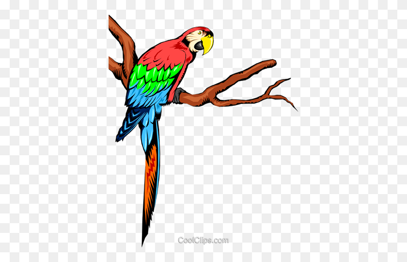 392x480 Parrots Royalty Free Vector Clip Art Illustration - Parakeet Clipart