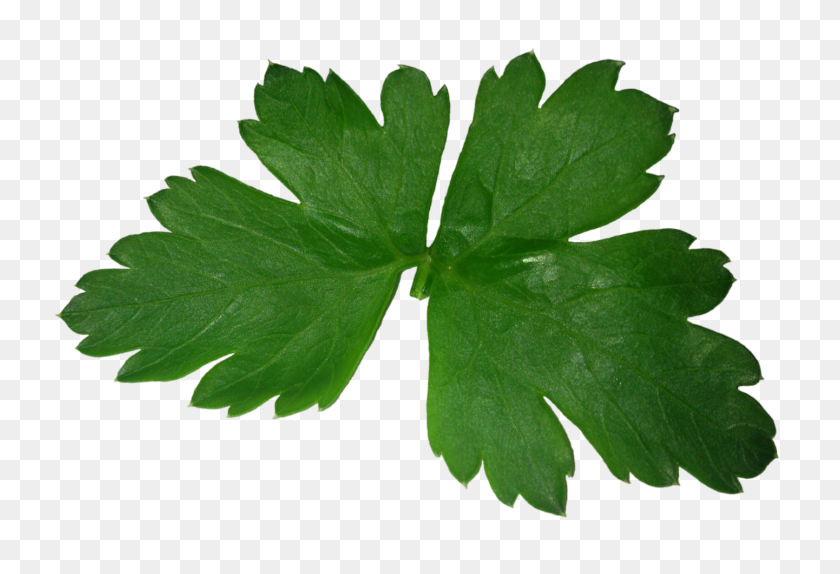 1441x950 Parsley Png Images - Parsley PNG