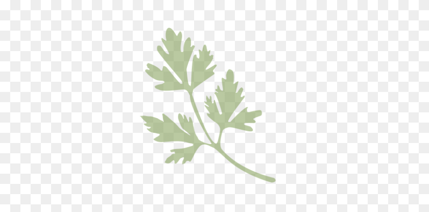 810x369 Parsley The Lills - Parsley PNG
