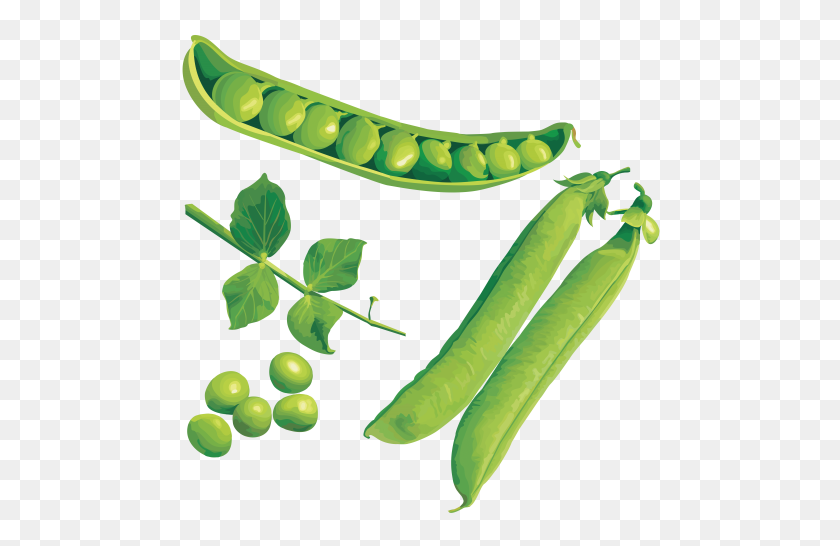 480x486 Pea Png - Peas PNG