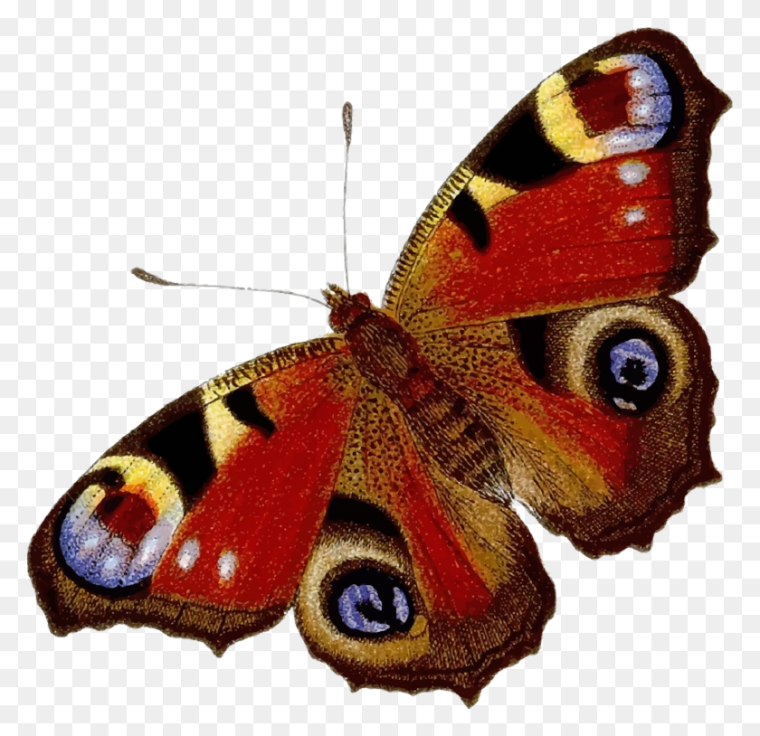 2400x2322 Peacock Butterfly - Real Butterfly PNG