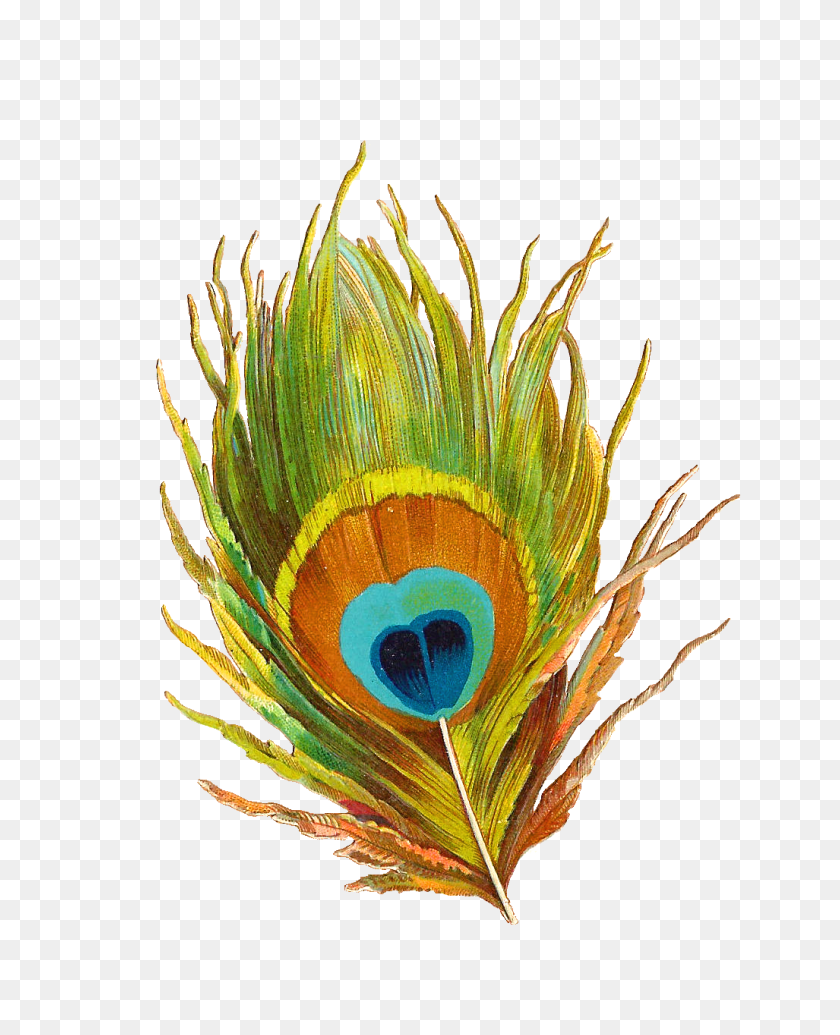 1027x1285 Peacock Clipart - Leaf Images Clip Art
