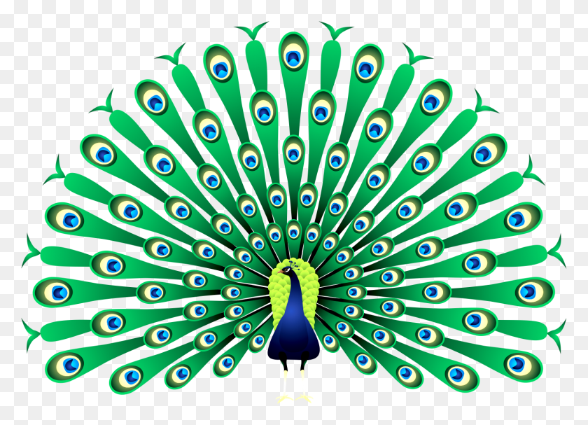 1525x1071 Peacock Clipart India - Peacock Clipart Free