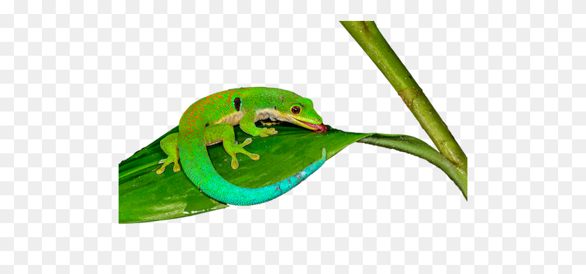 500x333 El Día Del Pavo Real Gecko Illexotics - Gecko Png