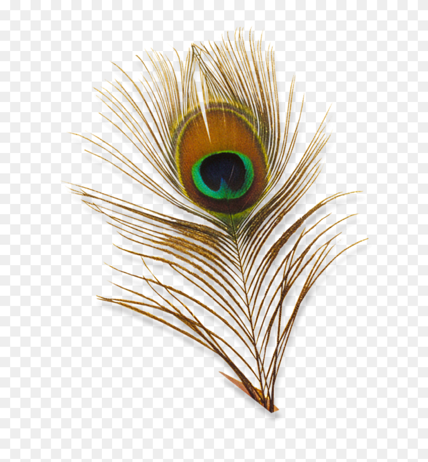 958x1040 Peacock Feather Images Transparent Png - Peacock Feather PNG