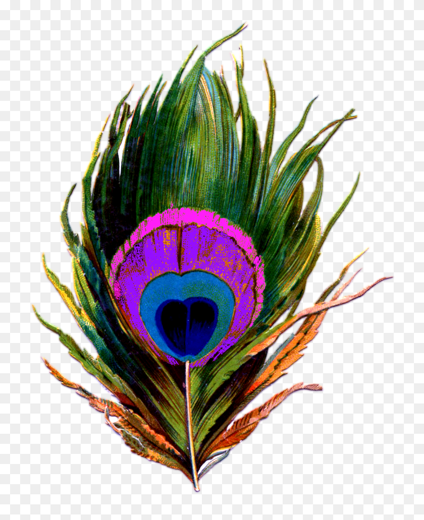 1084x1350 Peacock Feather Images Transparent Png - Feather PNG