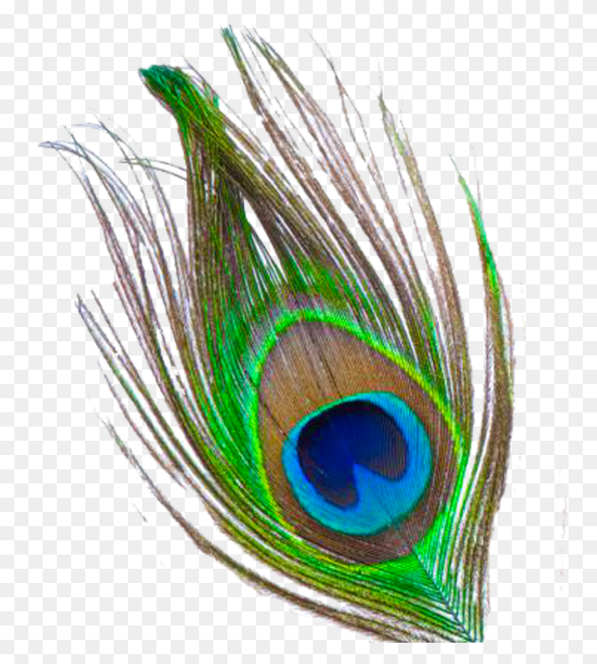 800x897 Peacock Feather Png Transparent Images - PNG Images Download