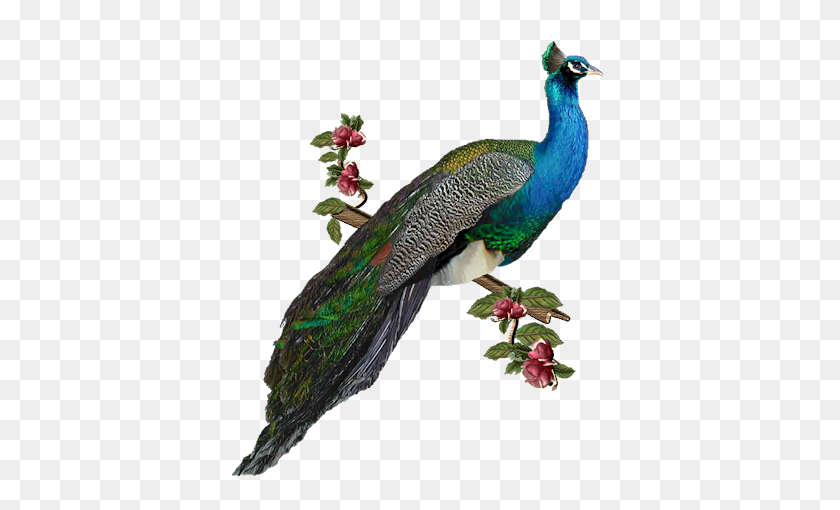 382x450 Peacock Hd Png Transparent Peacock Hd Images - Peacock PNG