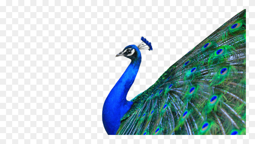 1024x547 Peacock Png Hd Vector, Clipart - Peacock PNG