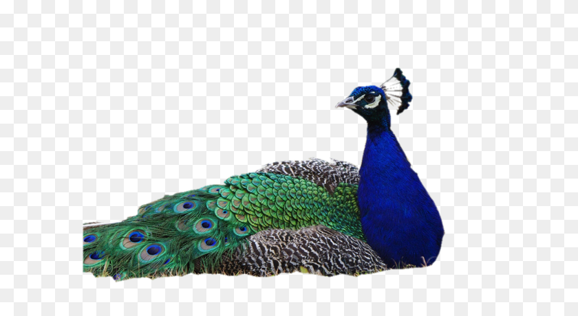 600x400 Peacock Png Images Free Download - Peacock PNG