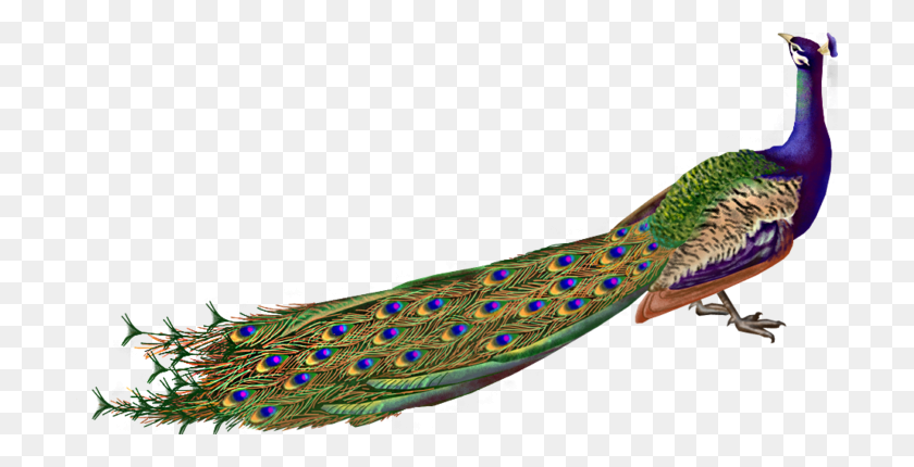700x370 Peacock Png Transparent Images - Peacock Feather PNG
