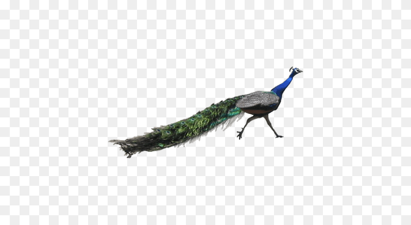 400x400 Peacock Running Transparent Png - Peacock PNG