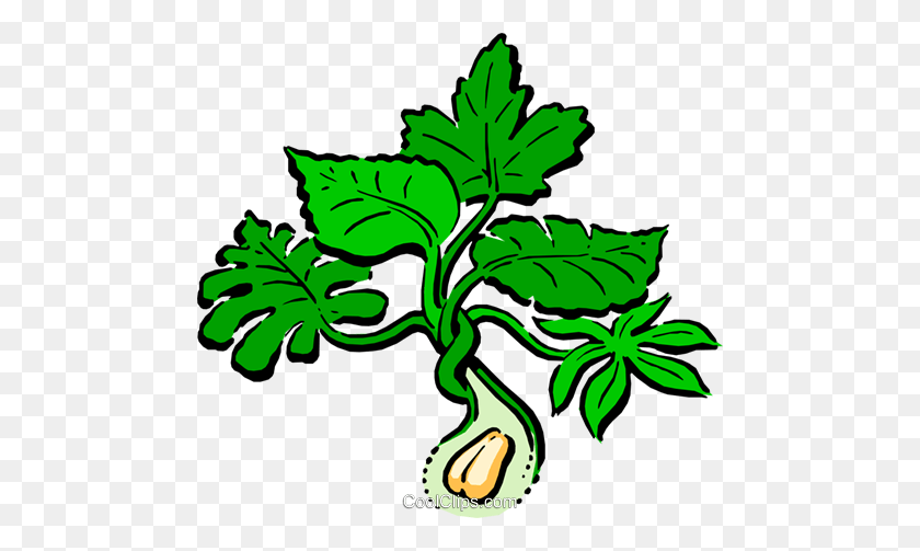 480x443 Peanut Plant Royalty Free Vector Clip Art Illustration - Peanut Free Clipart