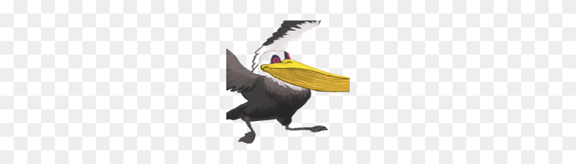 180x180 Pelican Png Pic - Pelican PNG