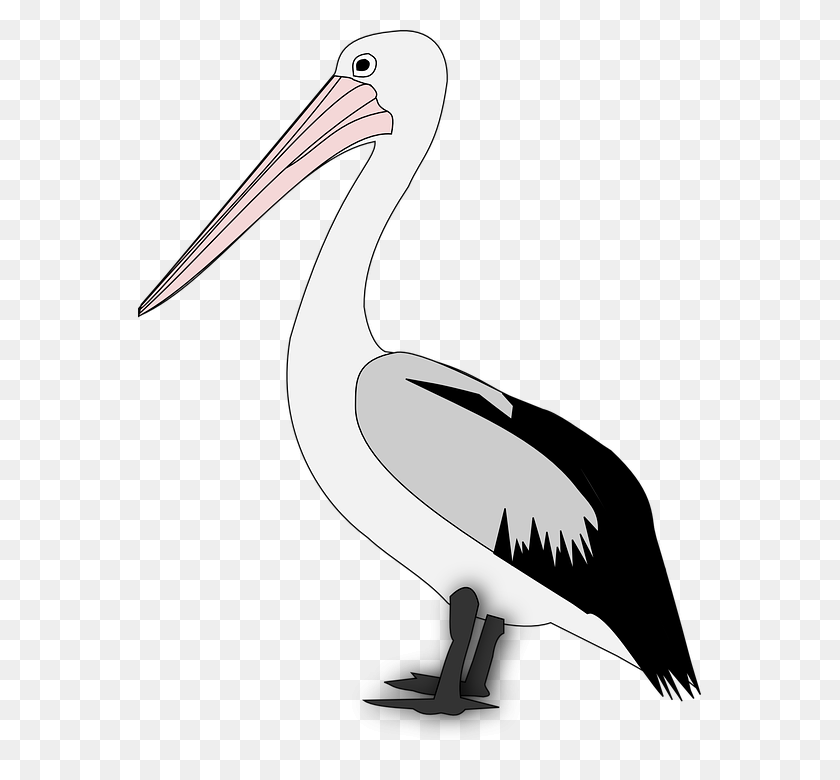 563x720 Pelican Png Transparent Pelican Images - Pelican PNG