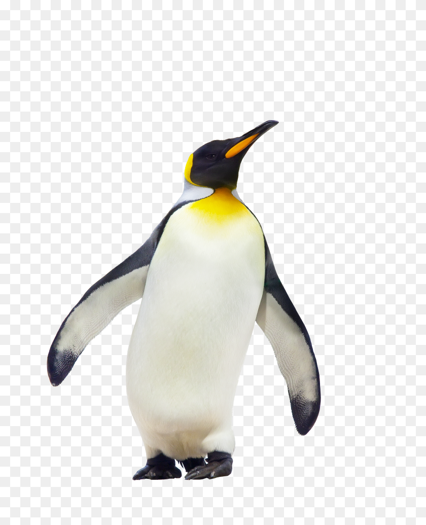2000x2500 Пингвин Идет Png Изображения - Пингвин Png