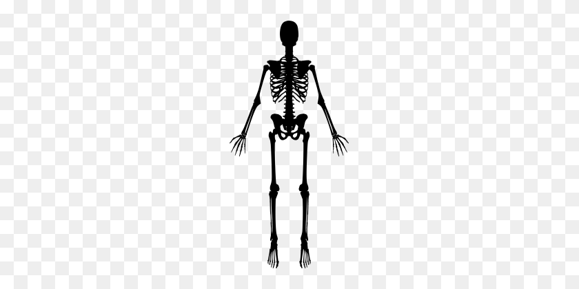 173x360 Скелет Людей - Скелет Png