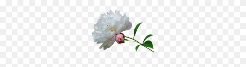 228x171 People Png Thousands Of Png Images With Transparent Backgrounds - Peony PNG