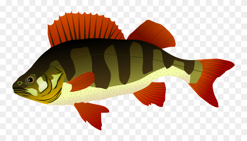 3000x1619 Perch Fish Png Clipart - Perch Clipart