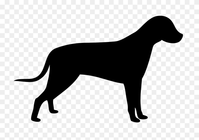 800x545 Perro Clipart Labrador Retriever Negro - Perro Labrador Clipart