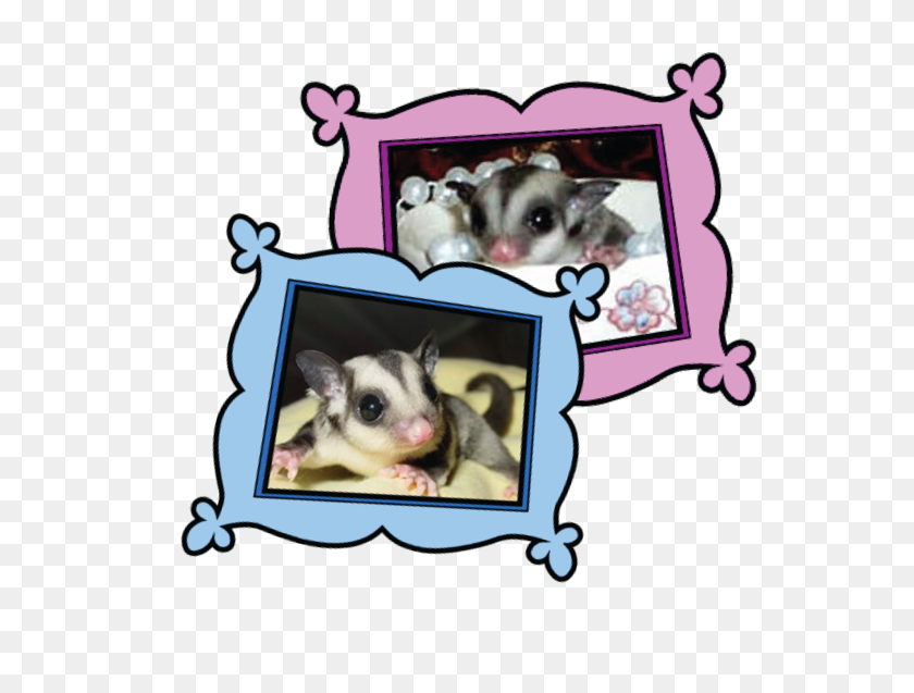 600x577 Personalized Glidersafe Delivery Adoption Package - Sugar Glider Clipart