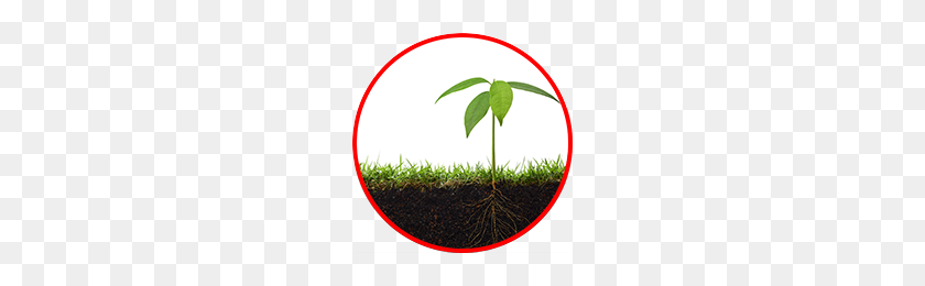 200x200 Pest Control Horticultural Service Agriserve Ontario - Weeds PNG
