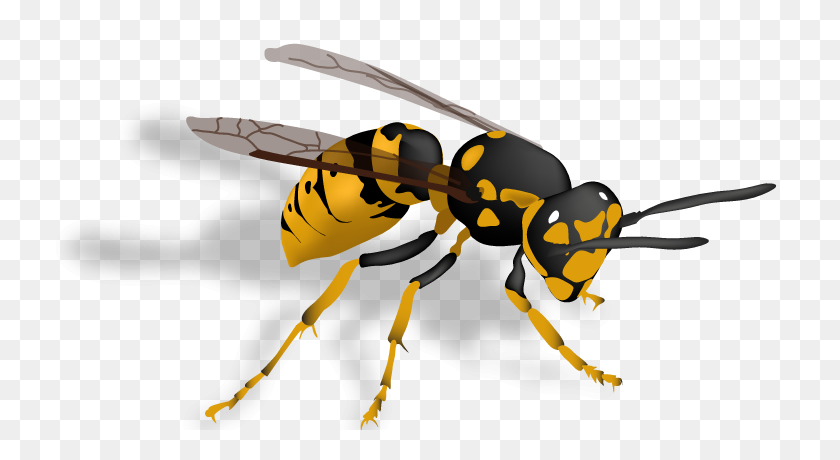 730x400 Pest Control Stinging Insects Yellowjackets And Wasps - Hornet PNG