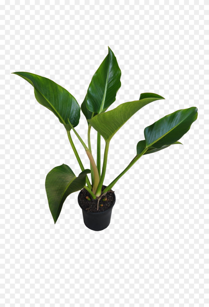 930x1400 Philodendron 'congo' - Jungle Plants PNG