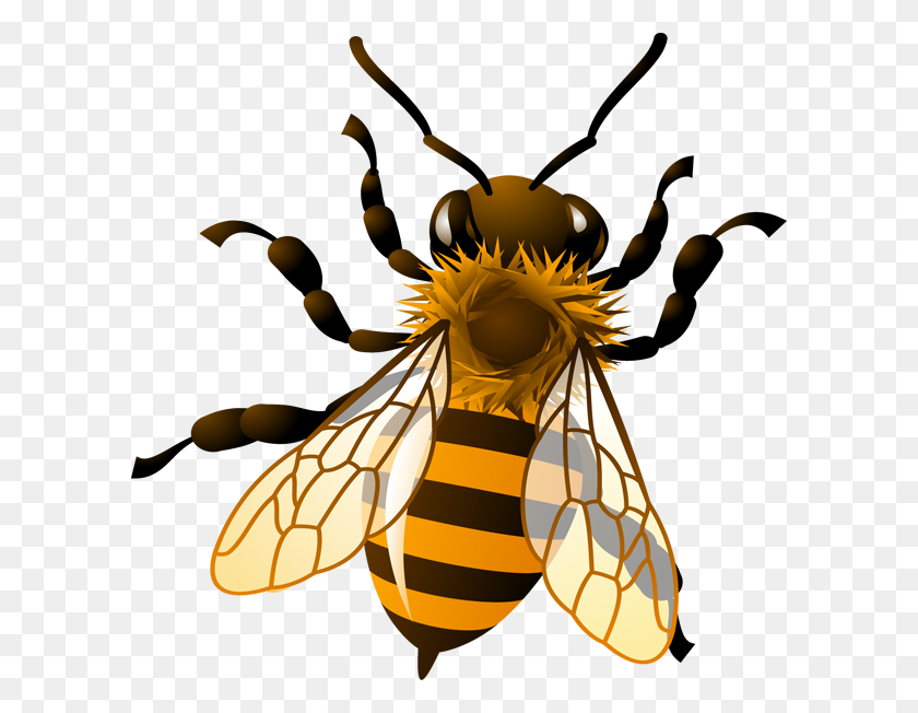 600x592 Pics For Gt Honey Bee Drawing Clip Art Посадка Медоносной Пчелы - Рабочий Клипарт Пчелы