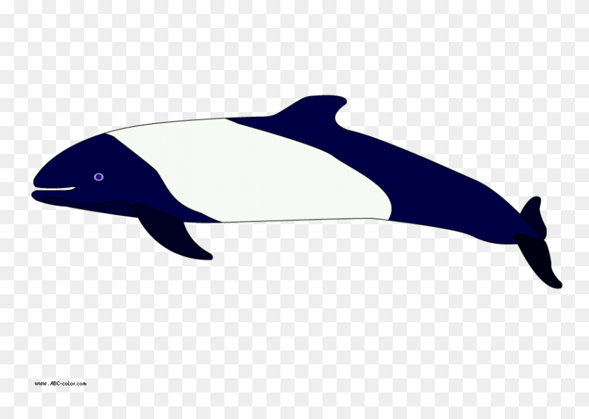 822x567 Picture Commerson's Dolphin - Dolphin Images Clip Art