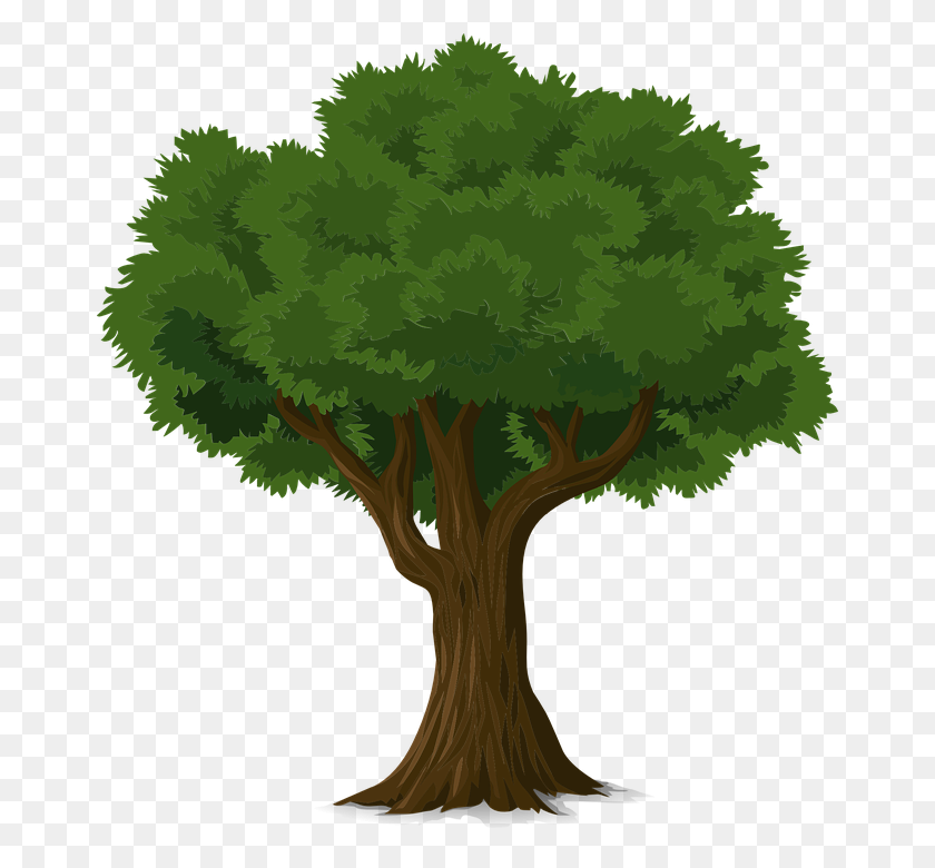 666x720 Picture Of Tree Group With Items - Sycamore Tree Clipart