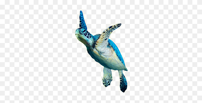 245x371 Picture Png Turtle - Sea Turtle PNG