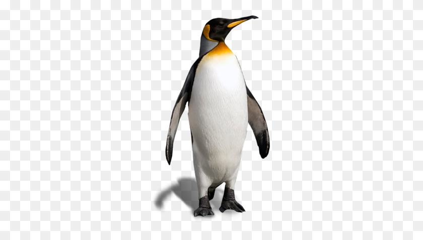 242x418 Бесплатные Картинки Пингвин Клипарт - Пингвин Png