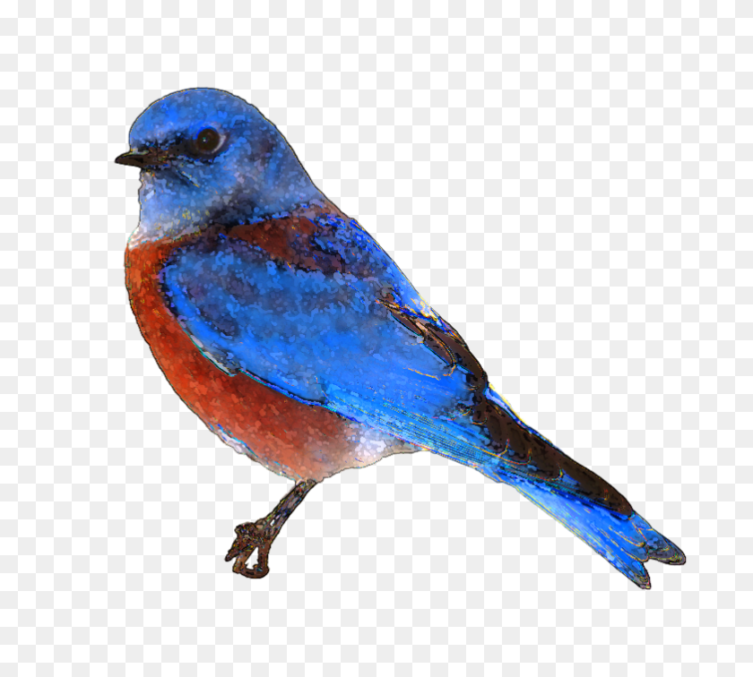 782x698 Imágenes De Pájaros Azules Que Vuelan Clipart - Pájaro En Vuelo Clipart