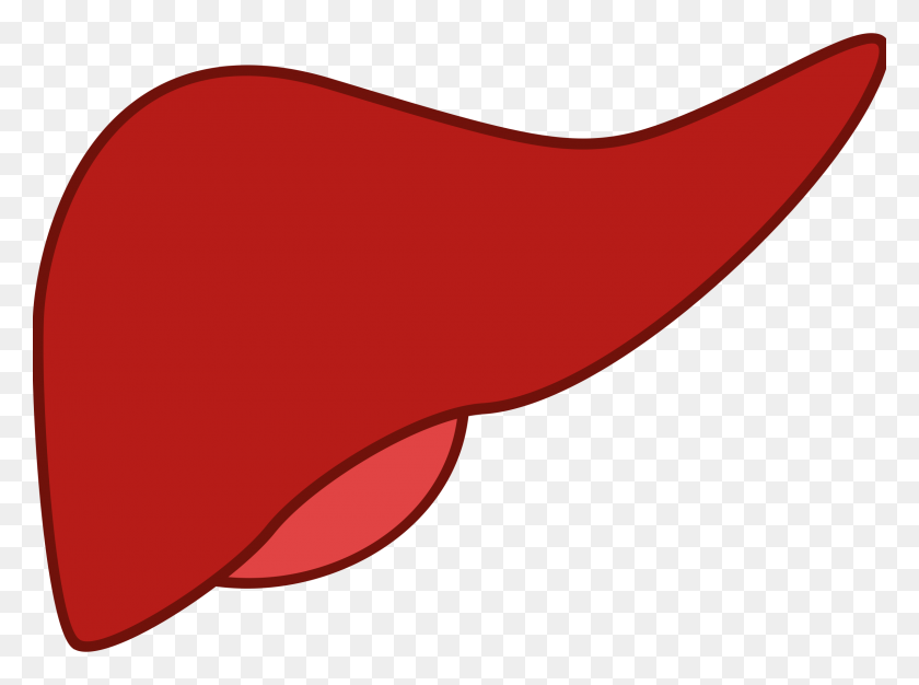 2400x1744 Imágenes De Diagrama De Hígado Para Niños - Clipart Corazón Anatómico
