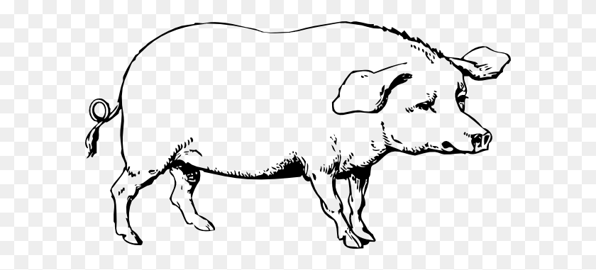 600x321 Pig Line Art Image Group - Realistic Animal Clipart Black And White