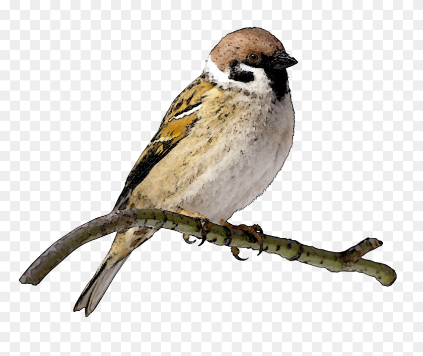 924x768 Pigeon Clipart Sparrow - Pigeon Clipart
