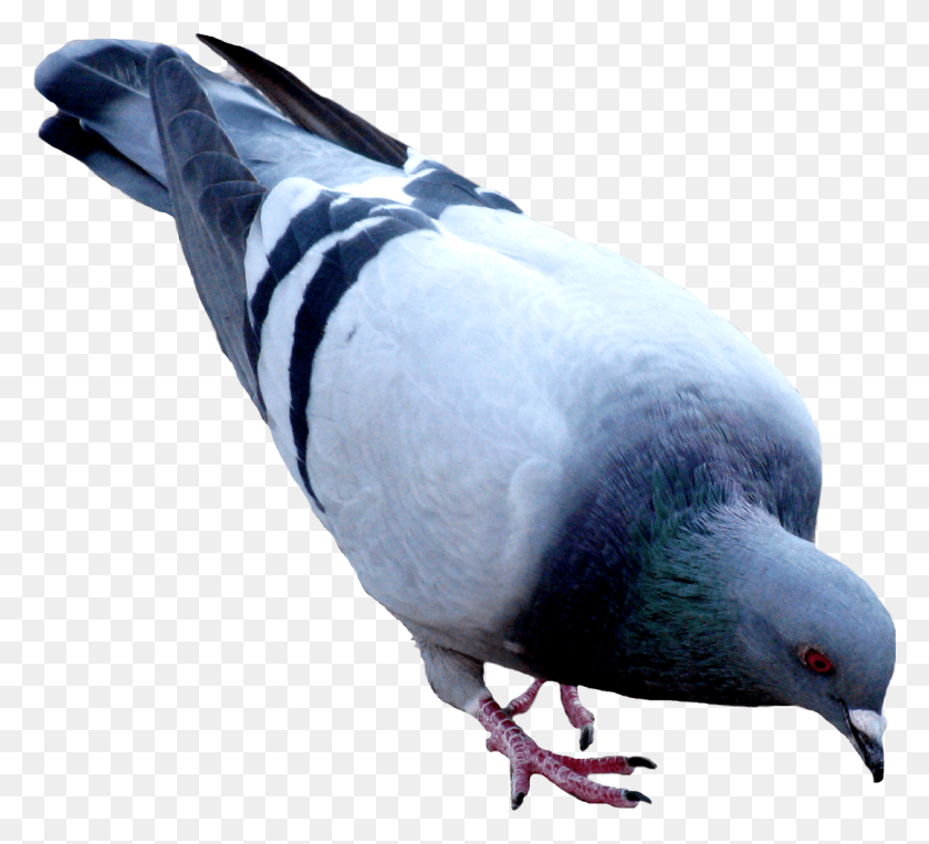 1077x972 Pigeon Dove Png - Dove PNG